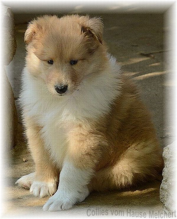 Collie Welpe Hause Melchert