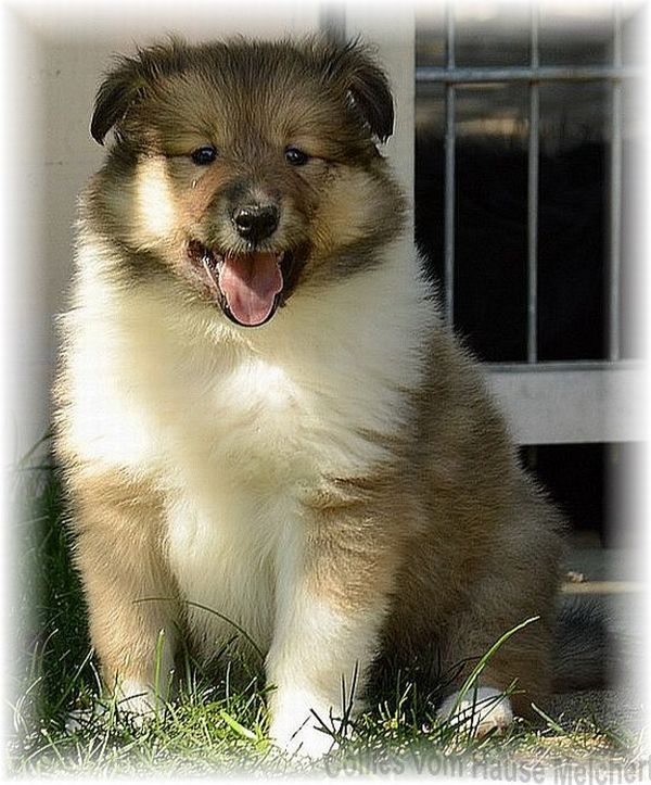 Collies vom Hause Melchert