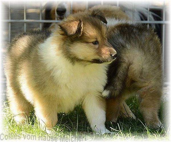 Collies vom Hause Melchert hat zeitweise Welpen zu vergeben