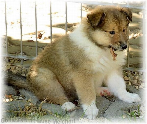 Collie Welpen zu verkaufen