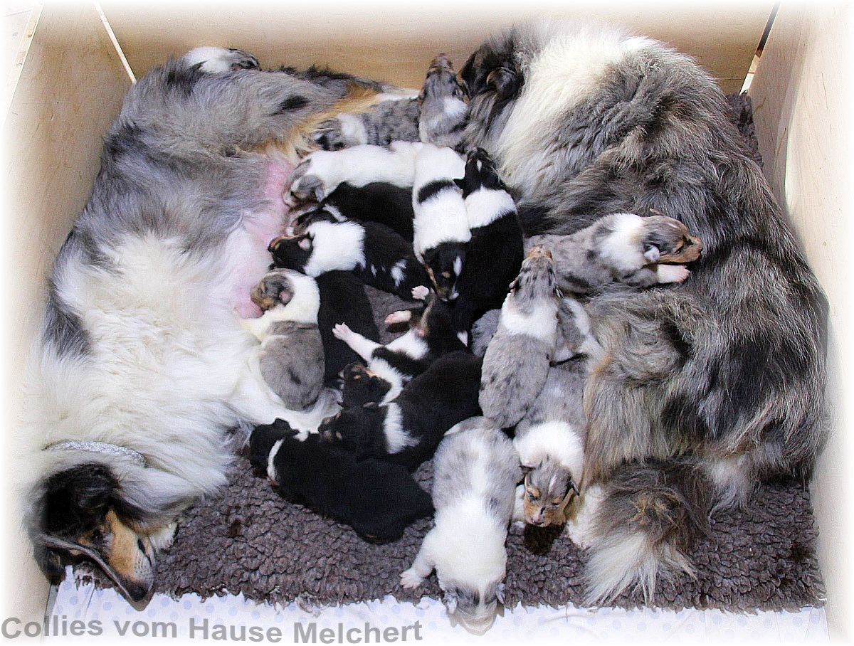 Colliewelpen vom Hause Melchert