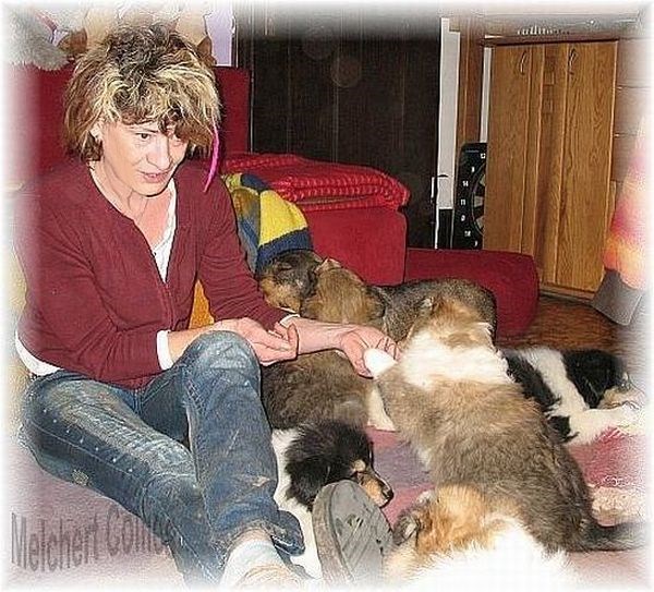 Collie Welpen vom Züchter in Baden Württemberg