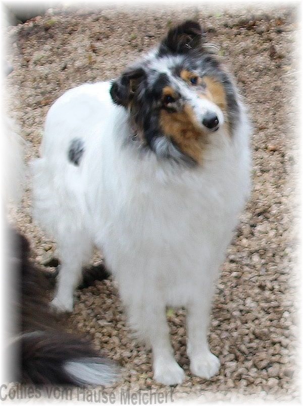 Amerikanische Coliehündin vom Hause Melchert