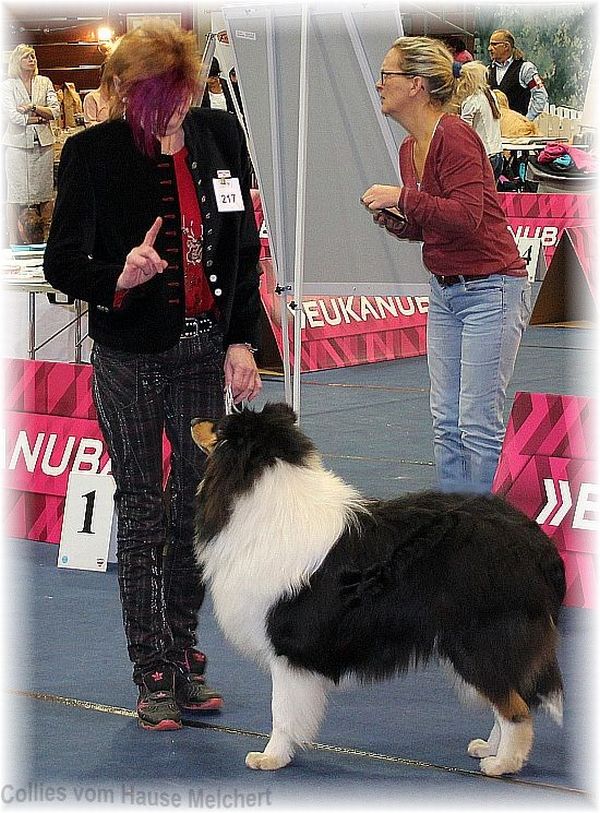 Collie Deckrüde tricolour