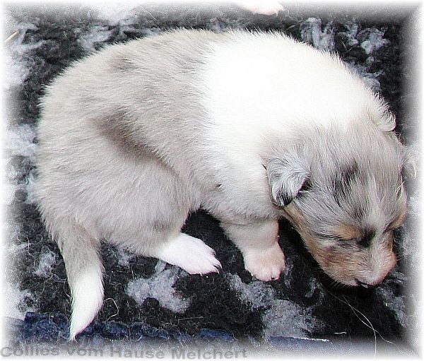Collie Welpen vom Hause Melchert