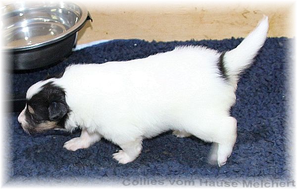 Collie Welpen vom Hause Melchert