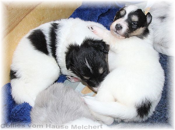 Collie Welpen vom Hause Melchert