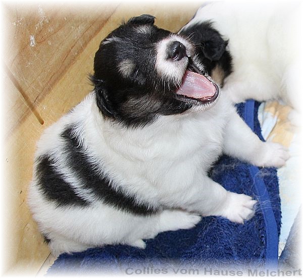 Collie Welpen vom Hause Melchert