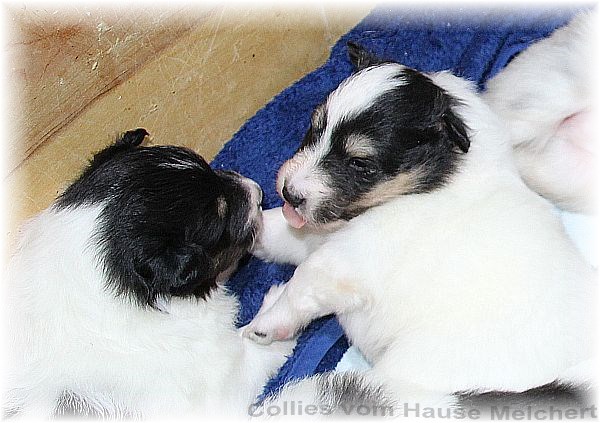 Collie Welpen vom Hause Melchert