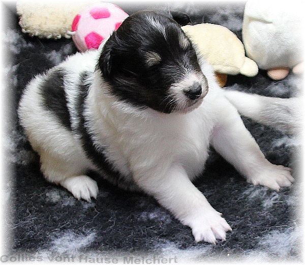 Collie Welpen vom Hause Melchert