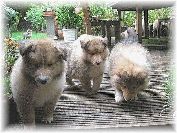 Langhaar Colliewelpen