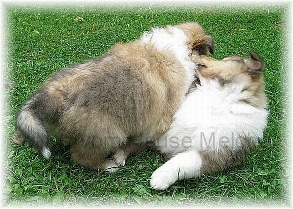 zobelweiße colliewelpen