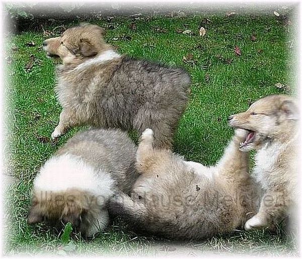 Colliewelpen vom Hause Melchert