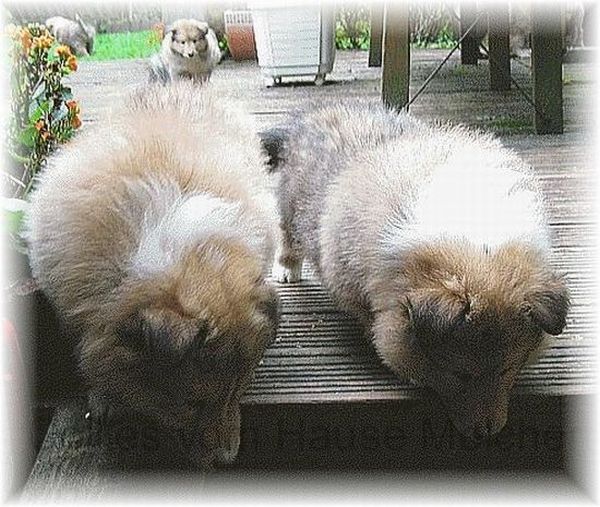 Collies langhaarig in zobelweiß