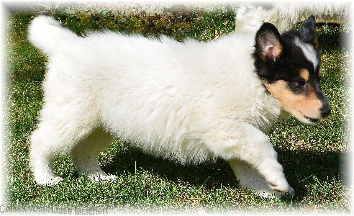 weißer Collie Welpe