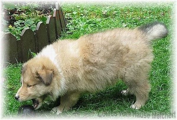 zobelweißer Collie Welpe