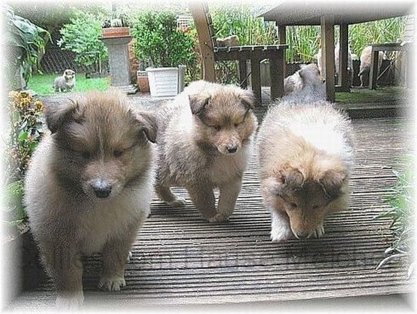 Zobelweiße Collie Welpen