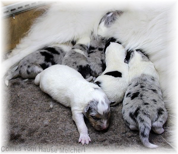 Colliewelpen 