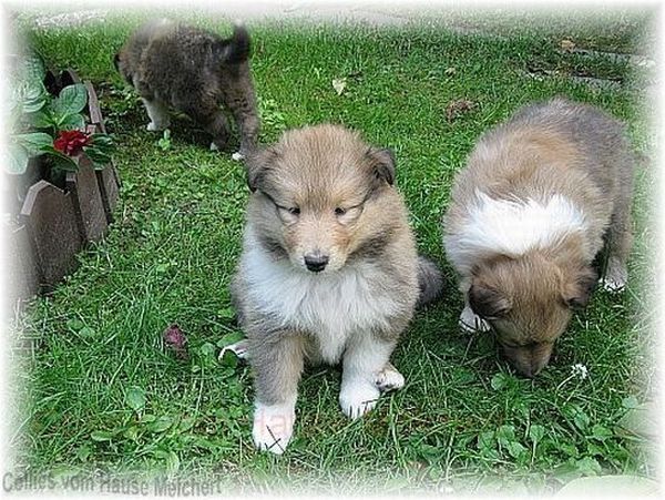 Collie Welpe vom Hause Melchert
