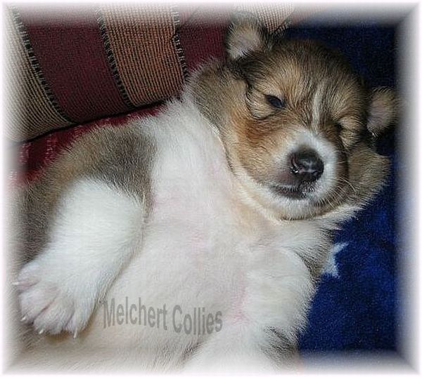 Colliewelpen 3Wochen alt