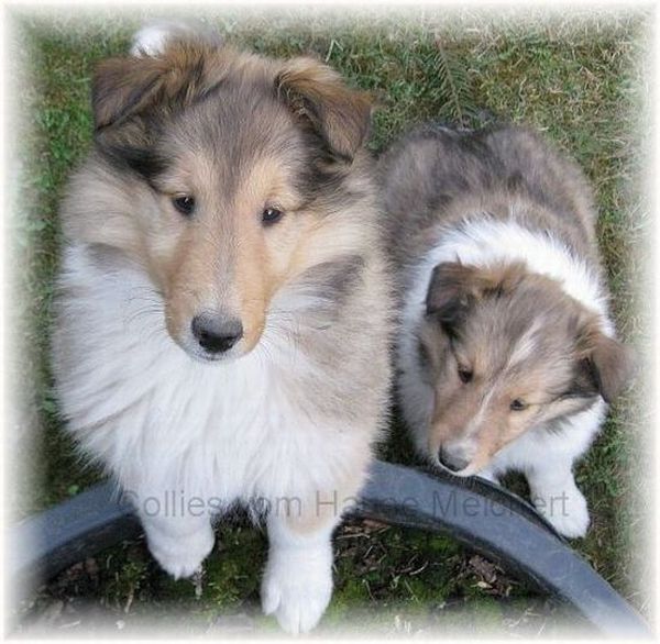 Colliewelpen beim spielen