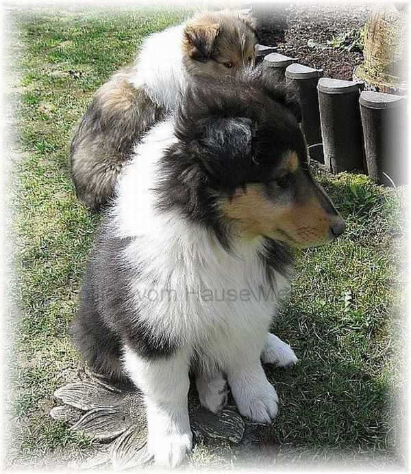 Colliewelpe tricolor