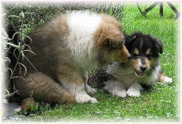 Colliewelpen mit VDH Papieren