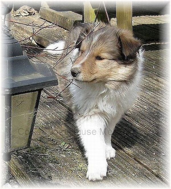 Colliewelpe zobelweiß