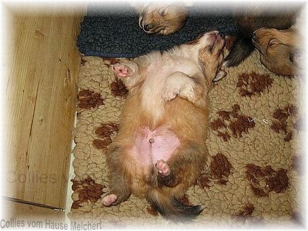colliewelpen vom Hause Melchert