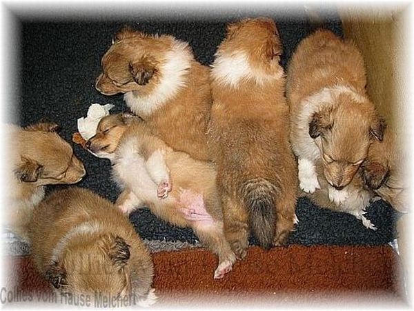Collies vom Hause Melchert