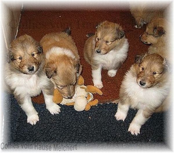Hunde welpen Colie