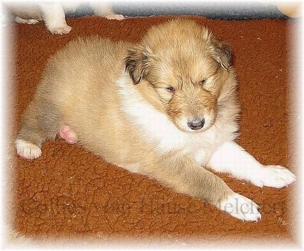 Langhaar Collie Welpe