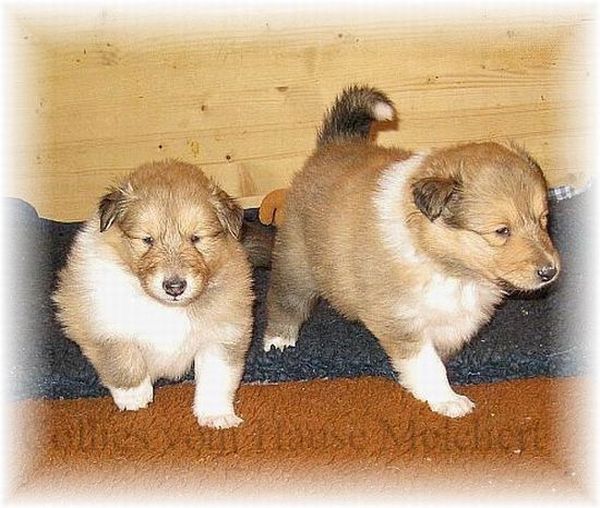 zwei Welpen Collie