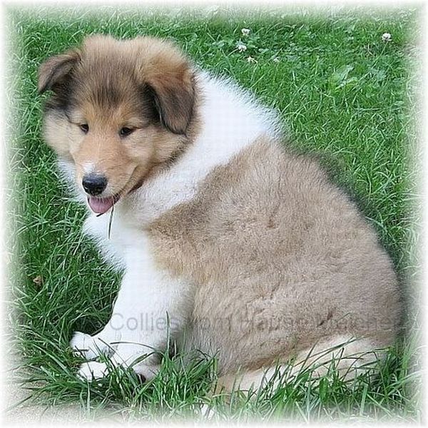 Collie Welpe verkaufen