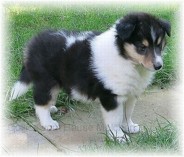 Colliewelpen kaufen