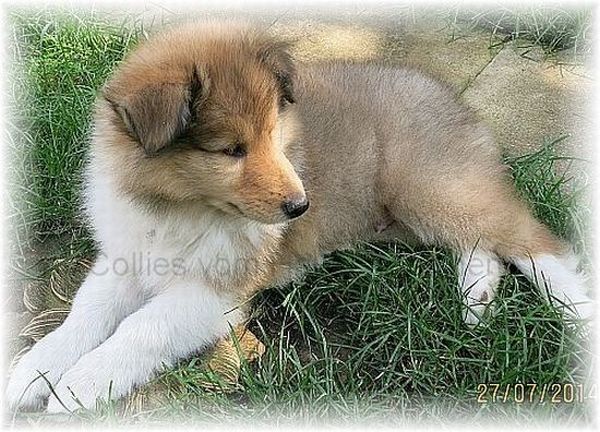 Colliewelpen zu vergeben