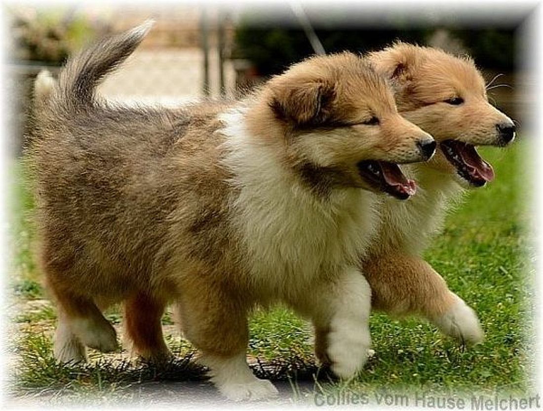 Collies vom Hause Melchert