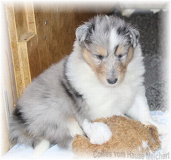 Colliewelpe vom Züchter