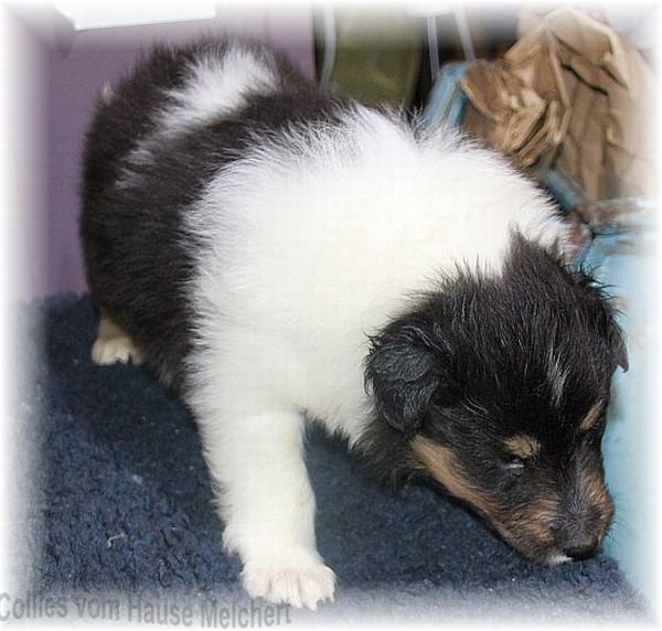 Welpe Collie Langhaar