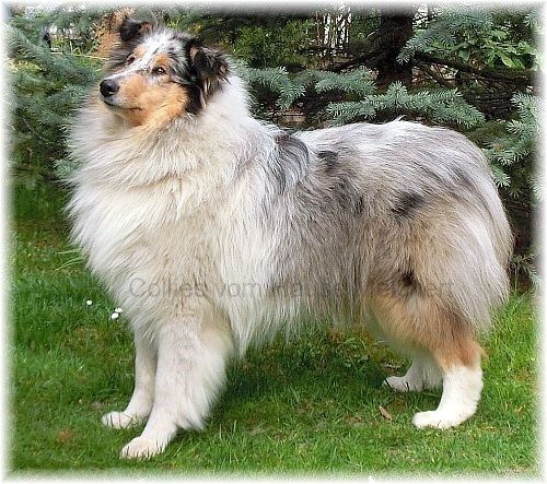 Collie Hündin Blue Merle
