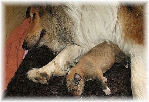 Collie Hündin mit Welpe