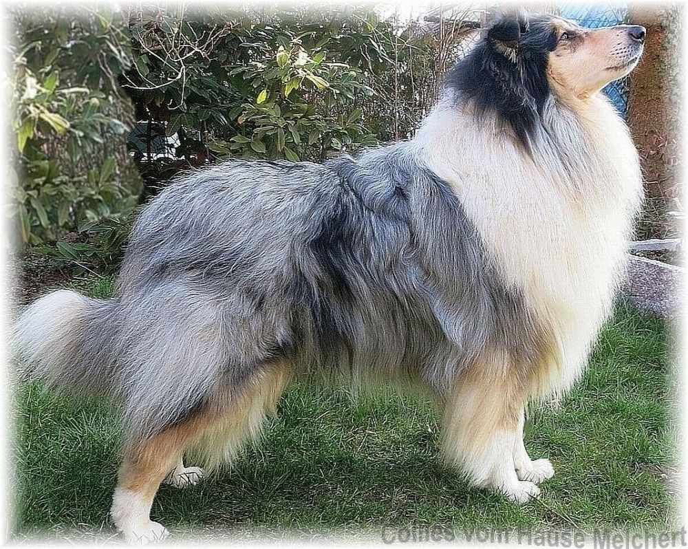 Collie Deckrüde blue merle