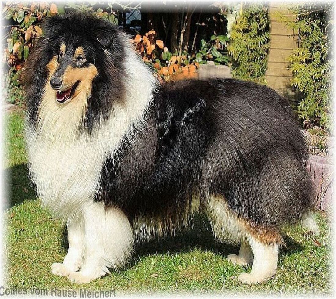 Collie Deckrüde in tricolour