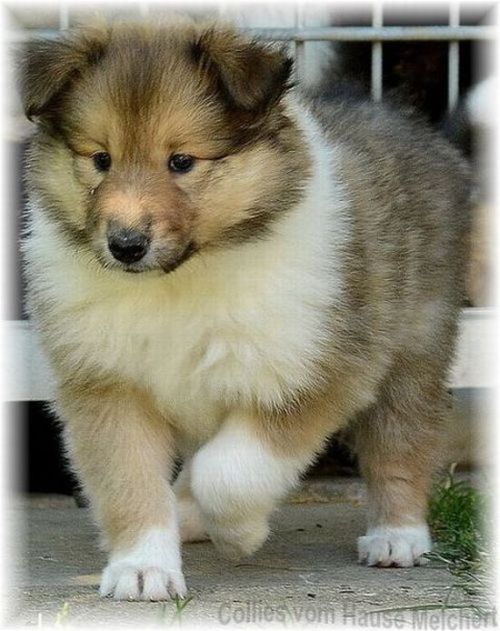 Collie Welpe