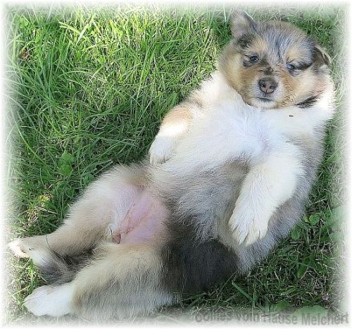 Collie Hunde Welpe