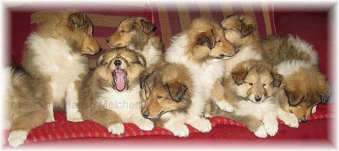 Collie puppies