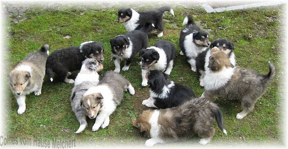 Colliewelpen vom Hause Melchert