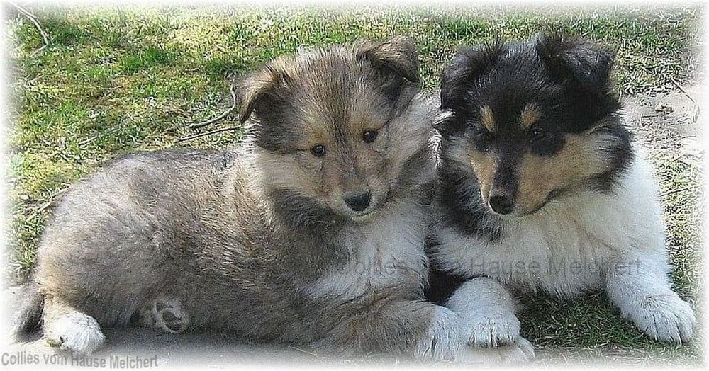 Colliewelpen in zobel und tricolor