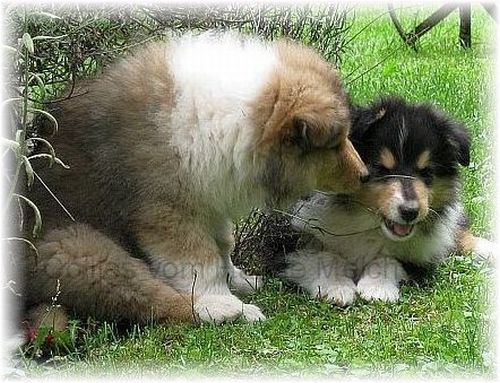 Collie Zucht