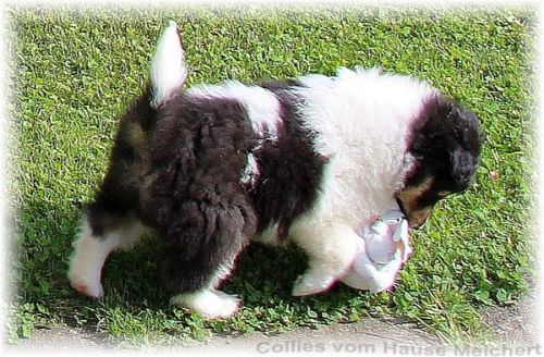 Collie Welpen vom Züchter aus dem Hause Melchert